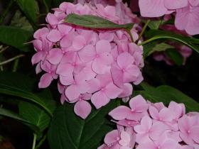 photo coins arrondis